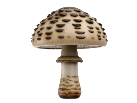 Parasol Mushroom 3D Model
