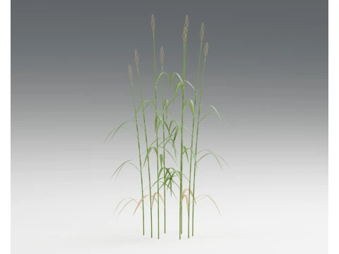 Reed Canary Grass Phalaris Arundinacea PBR Modello 3D