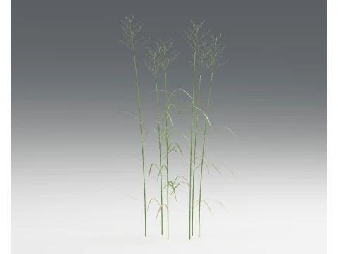 Reed Sweet Grass Glyceria Maxima PBR 3D Model