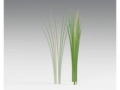 Sweet Flag Acorus Calamus Wetland Clumps PBR Model 3D