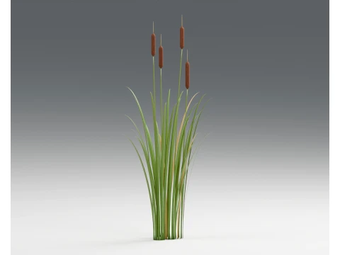 Broadleaf Cattail Typha Latifolia Clumps PBR 3D Model