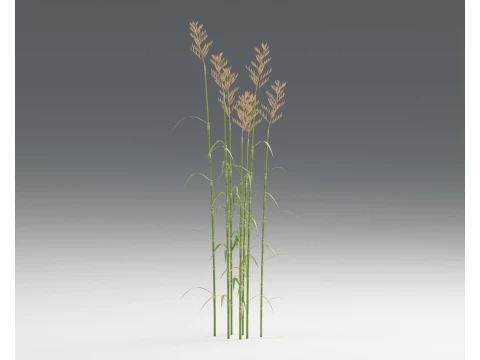 Common Reed Phragmites Australis Clumps PBR 3D Model