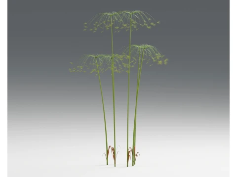 Cyperus Papyrus Wetland Plant Clumps PBR 3D Model