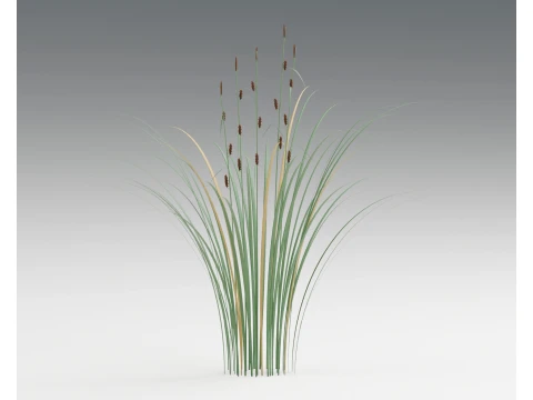 Greater Pond Sedge Carex Riparia PBR 3D Model