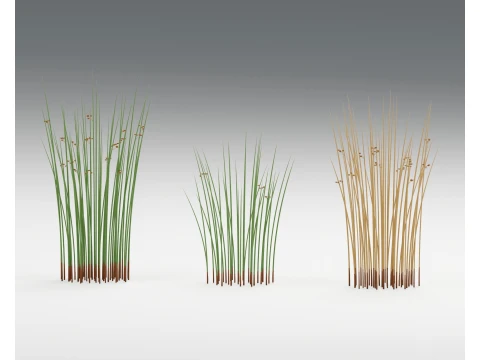 Soft Rush Juncus Effusus Clumps PBR 3D Model