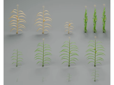 Mısır Tarlası Bitkilerinin B&uuml;y&uuml;me Aşamaları PBR Kiti 3D Model